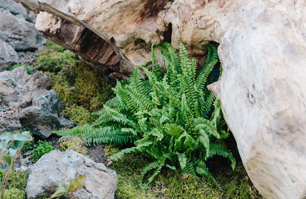 An ecological garden composed of ferns and moss growing between old trees and rocks
