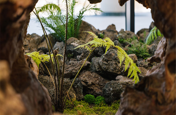 A natural ecological habitat created by ferns growing between tree roots and volcanic rocks
