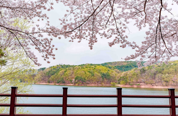 봄철 벚꽃이 만개한 광교저수지 전경, 붉은 난간 너머로 수면과 초록 산이 펼쳐진 모습